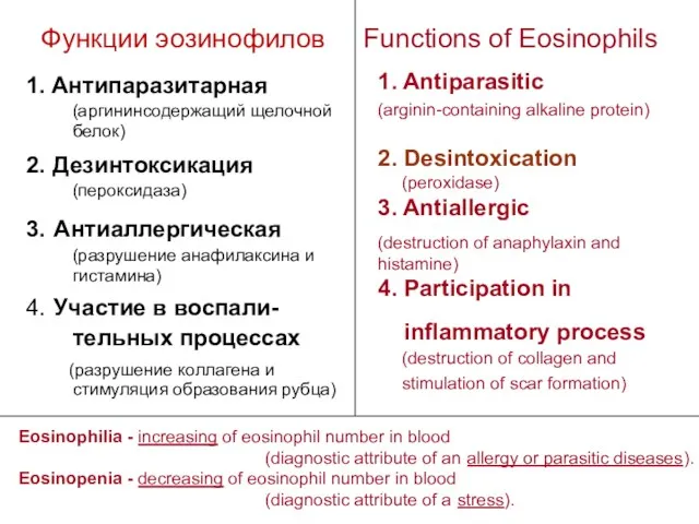 Функции эозинофилов Functions of Eosinophils 1. Антипаразитарная (аргининсодержащий щелочной белок)