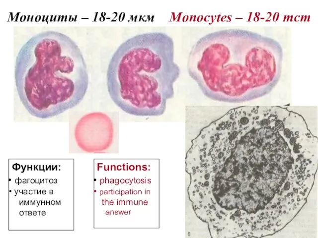 Моноциты – 18-20 мкм Monocytes – 18-20 mcm Функции: фагоцитоз