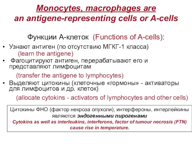 Monocytes, macrophages are an antigene-representing cells or A-cells Функции А-клеток