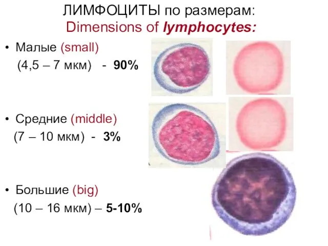 ЛИМФОЦИТЫ по размерам: Dimensions of lymphocytes: Малые (small) (4,5 –