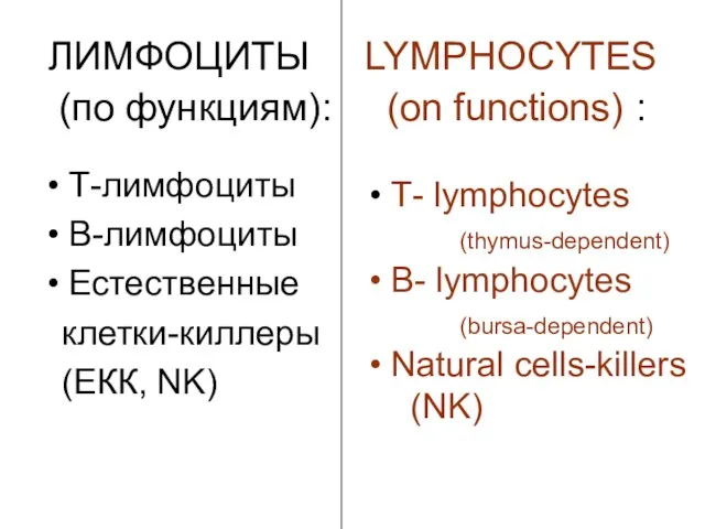 Т-лимфоциты В-лимфоциты Естественные клетки-киллеры (ЕКК, NK) ЛИМФОЦИТЫ LYMPHOCYTES (по функциям):