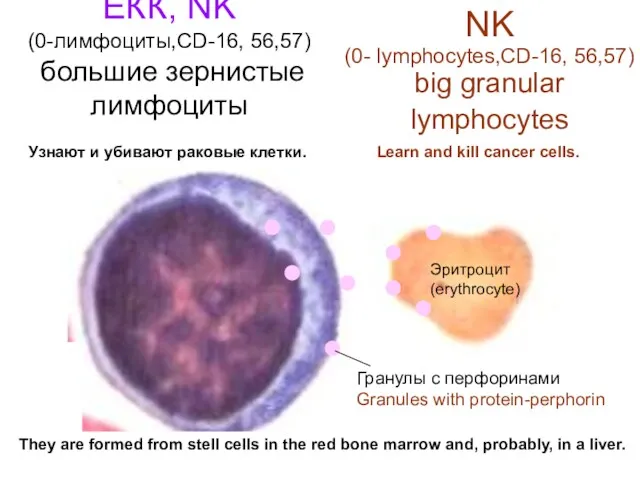 ЕКК, NK (0-лимфоциты,CD-16, 56,57) большие зернистые лимфоциты Гранулы с перфоринами