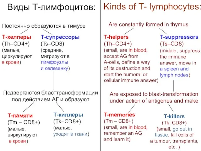 Виды Т-лимфоцитов: Постоянно образуются в тимусе Т-хелперы (Th–CD4+) (малые, циркулируют