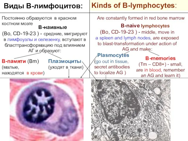 Kinds of B-lymphocytes: Виды В-лимфоцитов: Постоянно образуются в красном костном