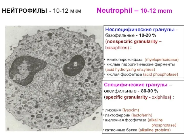 Неспецифические гранулы - базофильные - 10-20 % (nonspecific granularity –