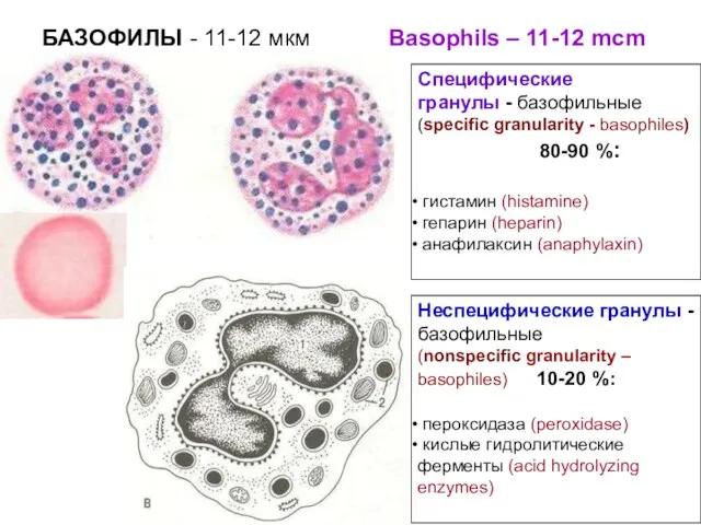 Неспецифические гранулы - базофильные (nonspecific granularity – basophiles) 10-20 %: