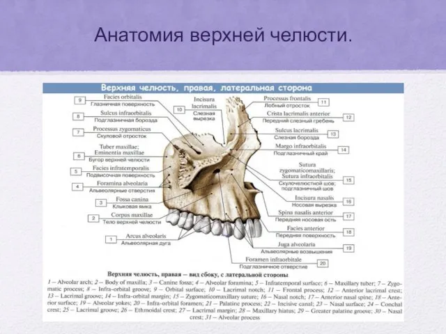 Анатомия верхней челюсти.