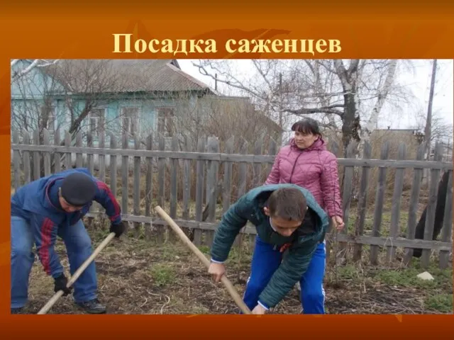 Посадка саженцев