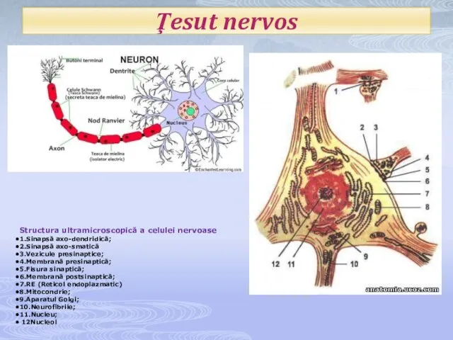 Ţesut nervos Structura ultramicroscopică a celulei nervoase 1.Sinapsă axo-dendridică; 2.Sinapsă axo-smatică 3.Vezicule presinaptice;