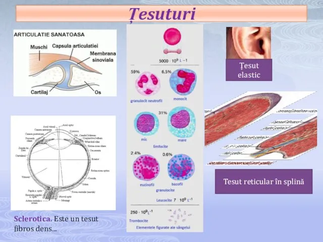 Țesuturi Sclerotica. Este un tesut fibros dens... Țesut elastic Tesut reticular în splină