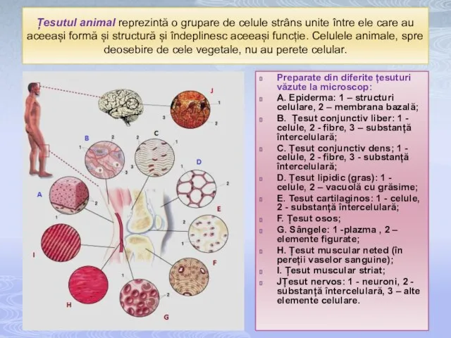 Țesutul animal reprezintă o grupare de celule strâns unite între