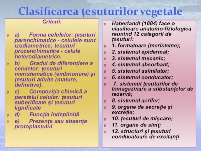 Clasificarea țesuturilor vegetale Criterii: a) Forma celulelor: țesuturi parenchimatice - celulele sunt izodiametrice;