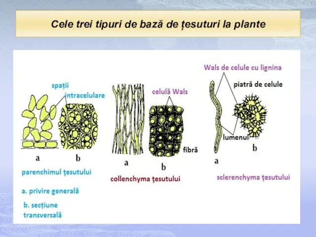 Cele trei tipuri de bază de țesuturi la plante
