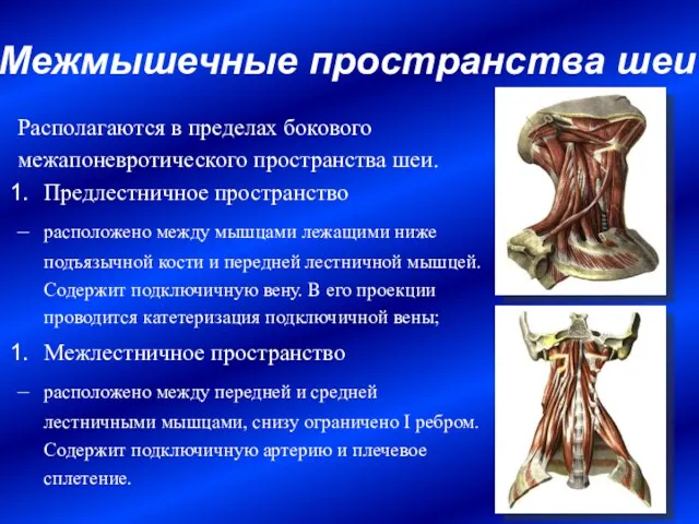 Межмышечные пространства шеи Располагаются в пределах бокового межапоневротического пространства шеи.