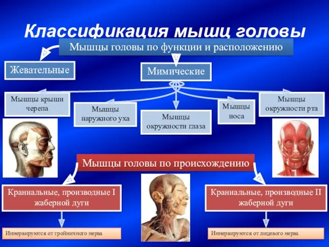 Классификация мышц головы Жевательные Мимические Мышцы головы по функции и