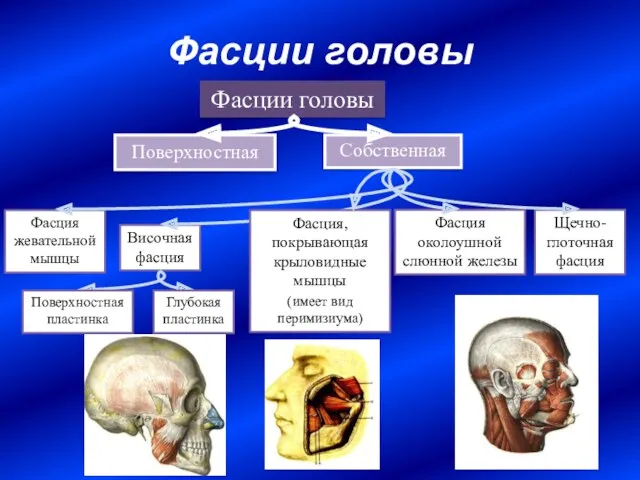 Фасции головы Поверхностная Собственная Фасции головы Височная фасция Фасция жевательной