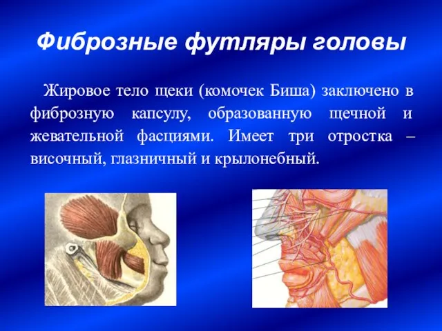 Фиброзные футляры головы Жировое тело щеки (комочек Биша) заключено в