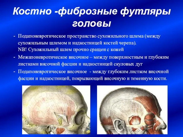 Костно -фиброзные футляры головы Подапоневротическое пространство сухожильного шлема (между сухожильным