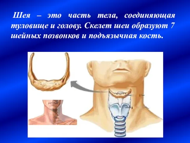 Шея – это часть тела, соединяющая туловище и голову. Скелет