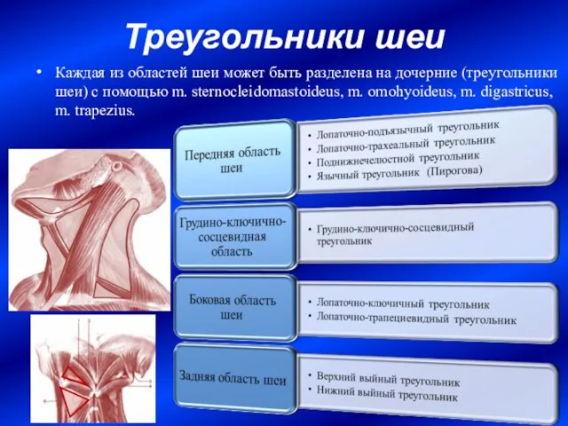 Треугольники шеи Каждая из областей шеи может быть разделена на