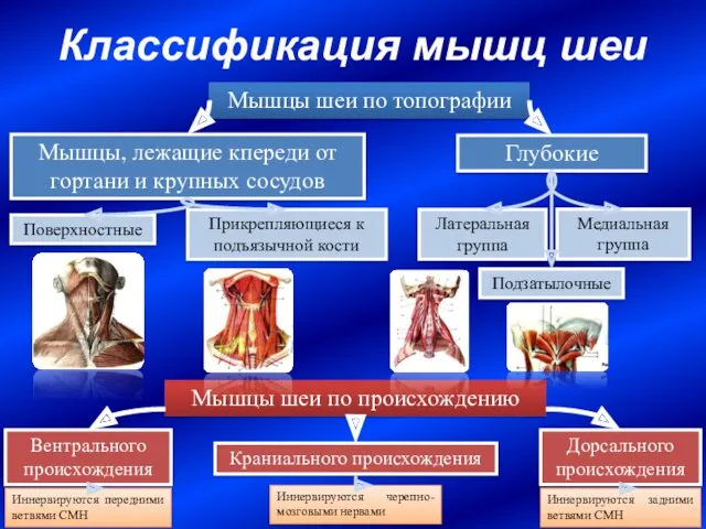 Классификация мышц шеи Мышцы, лежащие кпереди от гортани и крупных