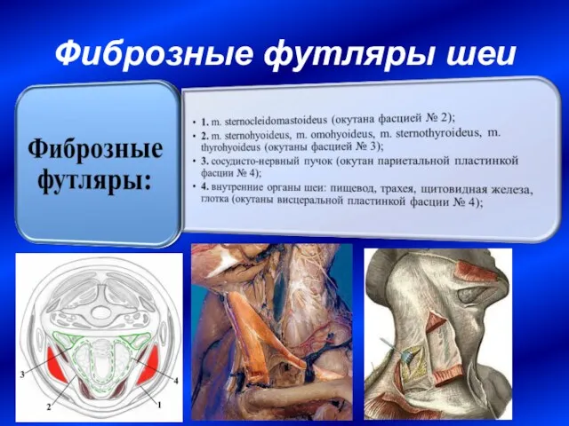 Фиброзные футляры шеи