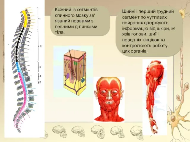 Кожний із сегментів спинного мозку зв’язаний нервами з певними ділянками
