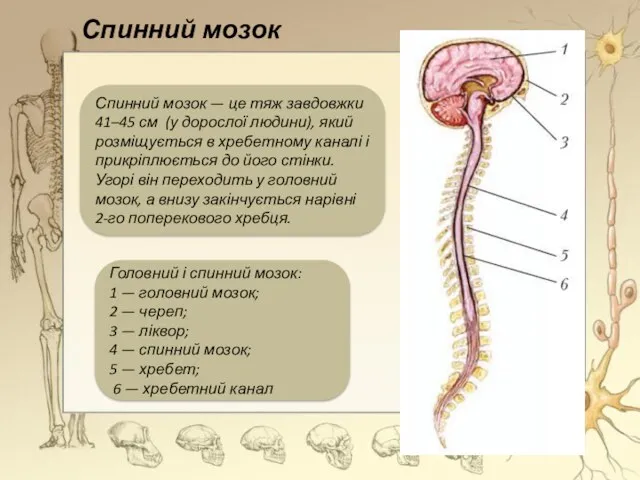 Спинний мозок Спинний мозок — це тяж завдовжки 41–45 см