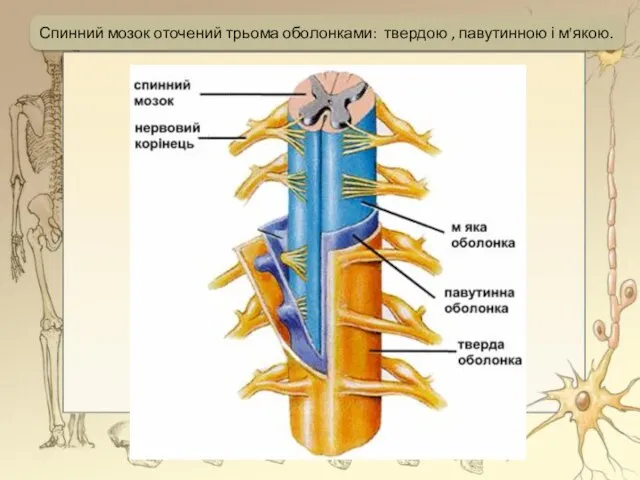 Спинний мозок оточений трьома оболонками: твердою , павутинною і м'якою.