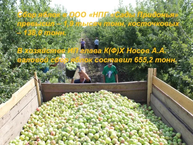 Сбор яблок в ООО «НПГ «Сады Придонья» превысил – 1,9