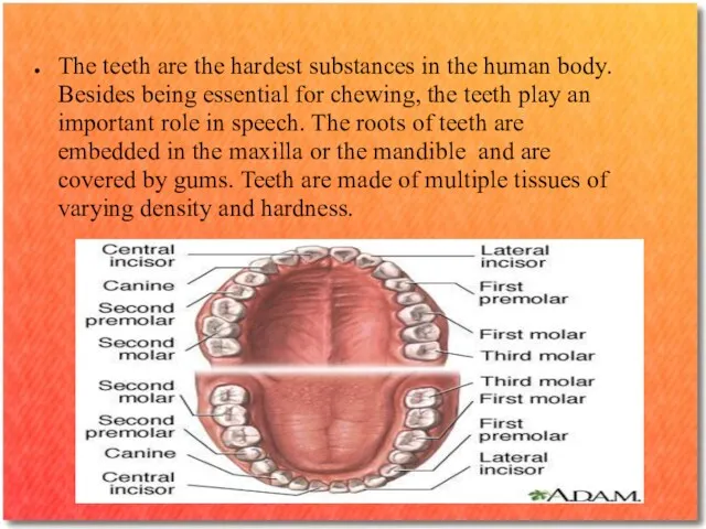 The teeth are the hardest substances in the human body.