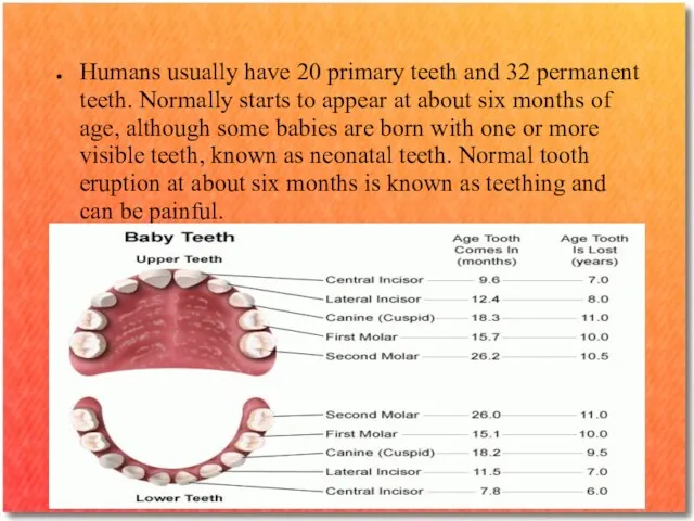Humans usually have 20 primary teeth and 32 permanent teeth.