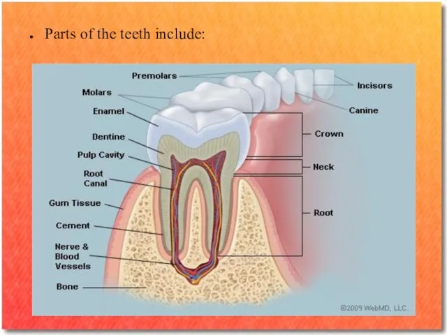 Parts of the teeth include: