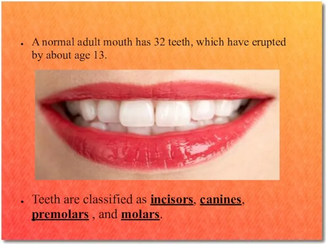 A normal adult mouth has 32 teeth, which have erupted