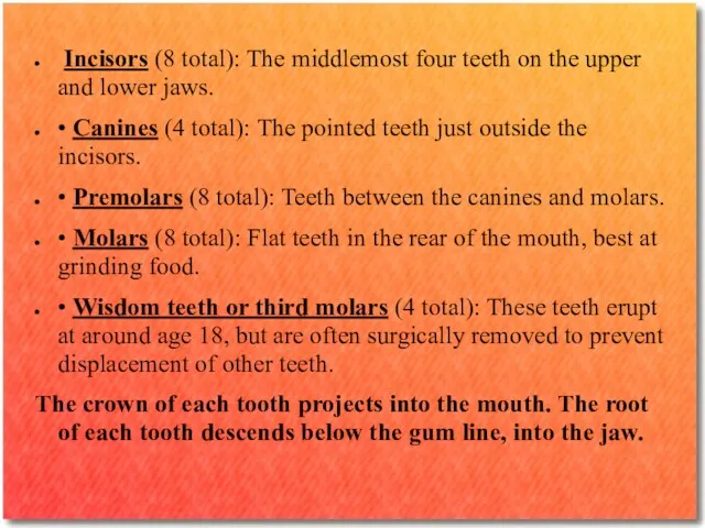 Incisors (8 total): The middlemost four teeth on the upper