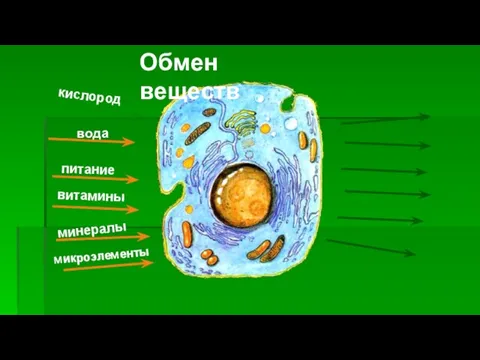 Обмен веществ вода питание витамины минералы микроэлементы кислород