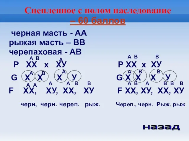 Сцепленное с полом наследование – 60 баллов черная масть -