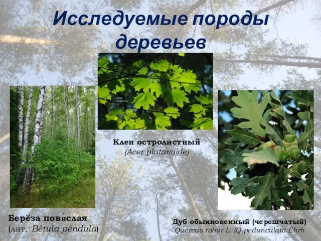 Берёза пови́слая (лат. Bétula péndula) Исследуемые породы деревьев Дуб обыкновенный