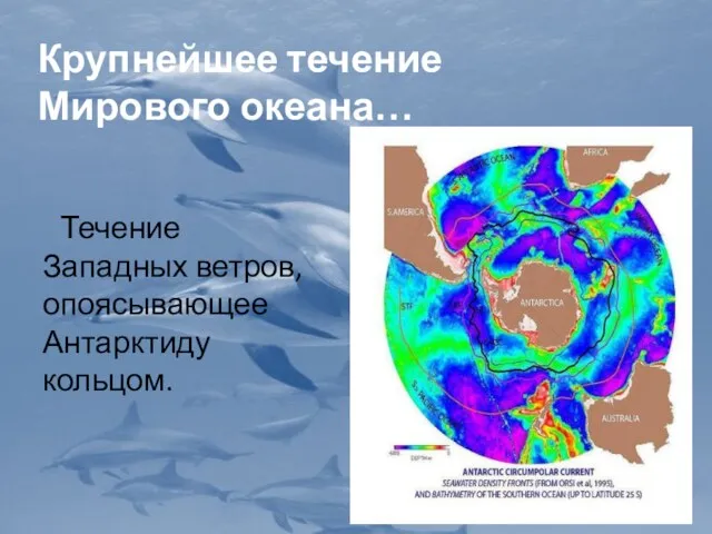 Крупнейшее течение Мирового океана… Течение Западных ветров, опоясывающее Антарктиду кольцом.