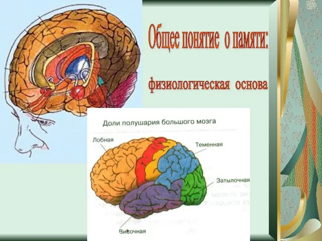 Общее понятие о памяти: физиологическая основа