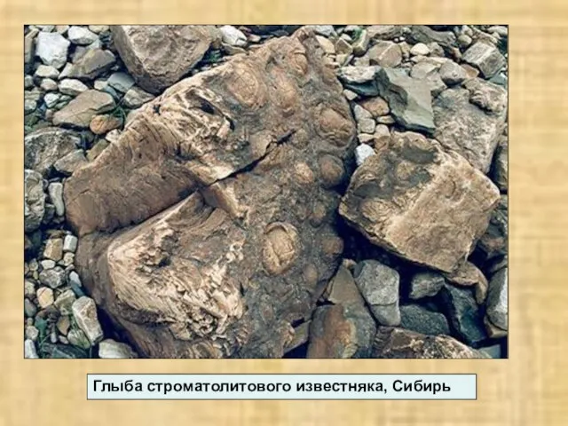 Глыба строматолитового известняка, Сибирь