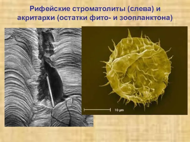 Рифейские строматолиты (слева) и акритархи (остатки фито- и зоопланктона)