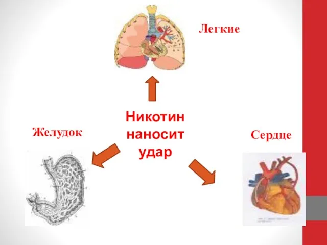 Никотин наносит удар Легкие Желудок Сердце