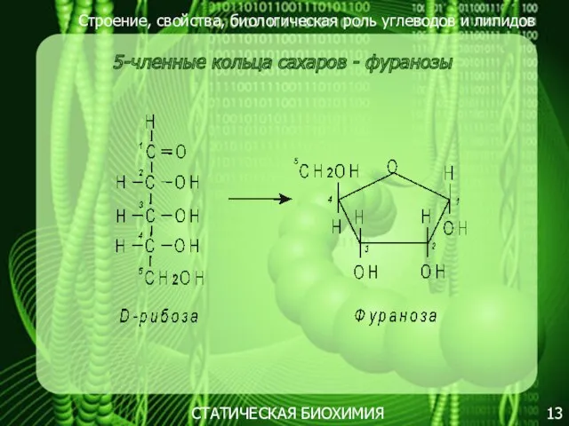 Строение, свойства, биологическая роль углеводов и липидов 13 5-членные кольца сахаров - фуранозы СТАТИЧЕСКАЯ БИОХИМИЯ