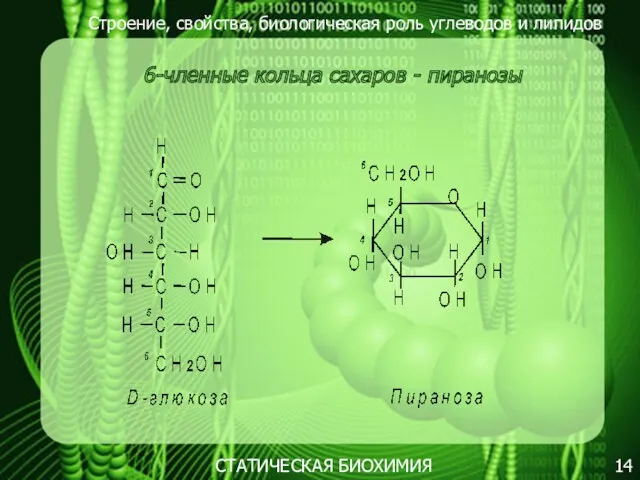 Строение, свойства, биологическая роль углеводов и липидов 14 6-членные кольца сахаров - пиранозы СТАТИЧЕСКАЯ БИОХИМИЯ