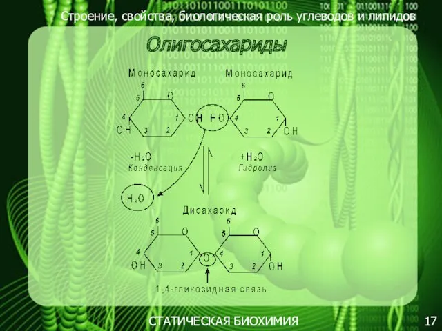 Строение, свойства, биологическая роль углеводов и липидов 17 Олигосахариды СТАТИЧЕСКАЯ БИОХИМИЯ