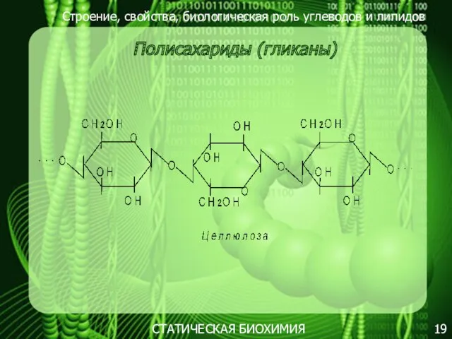 Строение, свойства, биологическая роль углеводов и липидов 19 Полисахариды (гликаны) СТАТИЧЕСКАЯ БИОХИМИЯ