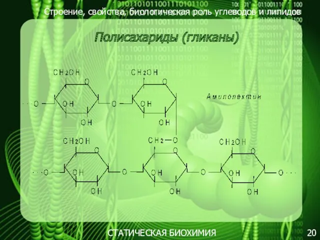 Строение, свойства, биологическая роль углеводов и липидов 20 Полисахариды (гликаны) СТАТИЧЕСКАЯ БИОХИМИЯ