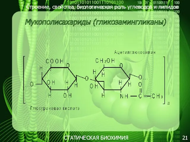 Строение, свойства, биологическая роль углеводов и липидов 21 Мукополисахариды (гликозамингликаны) СТАТИЧЕСКАЯ БИОХИМИЯ