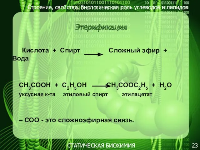 Строение, свойства, биологическая роль углеводов и липидов 23 Этерификация СТАТИЧЕСКАЯ